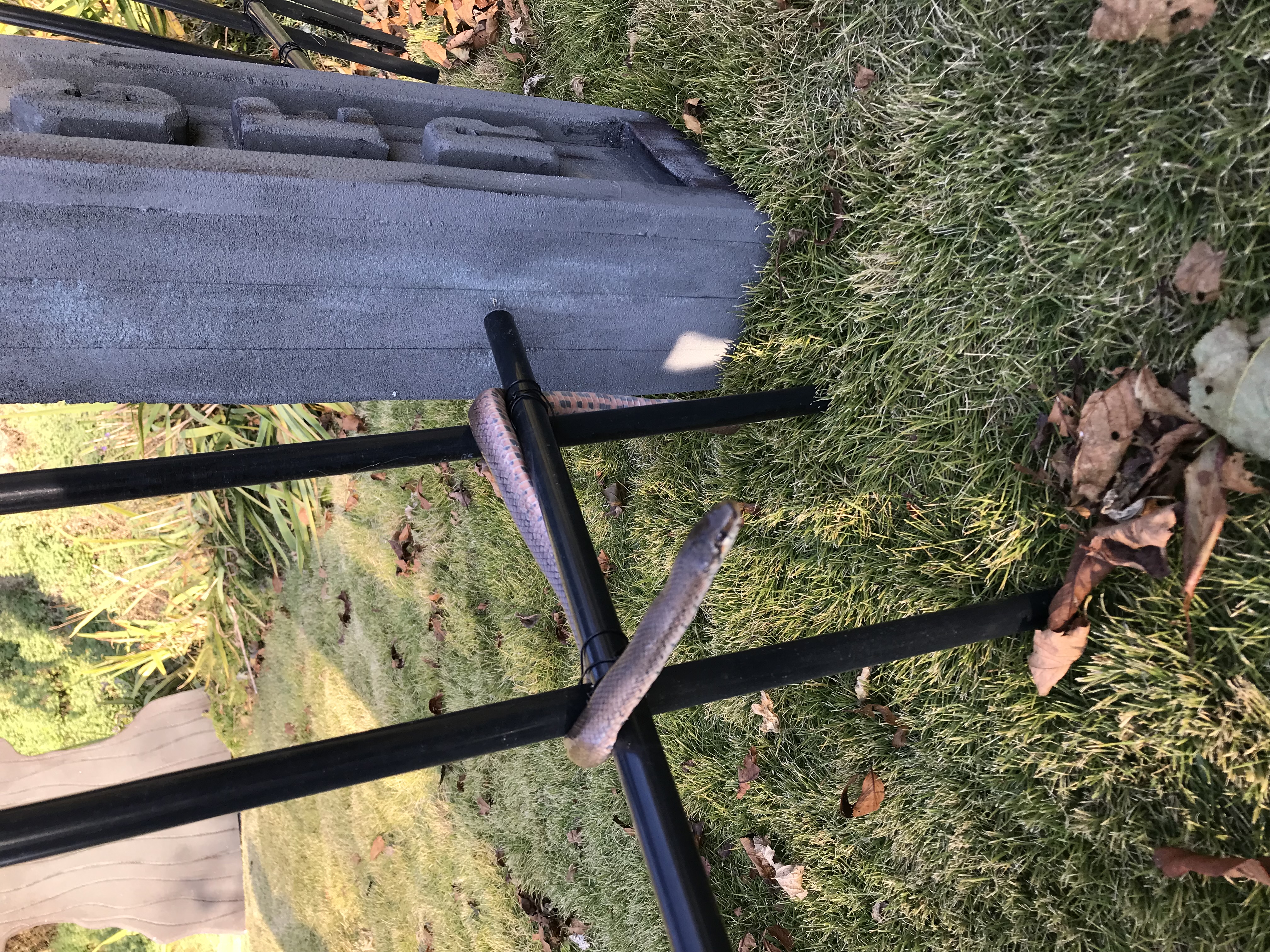 2021 Halloween Party - Werewolf Theme 14